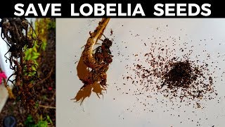 How to Save Cardinal Flower amp Lobelia Seeds [upl. by Lemrahs694]