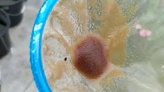 How to culture daphnia moina in a small container Part 1 English Subtitle [upl. by Yaluz]