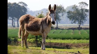 DONKEY  The Stubborn Animal [upl. by Anade]