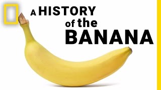 The Surprising History of Bananas in Under 2 Minutes  National Geographic [upl. by Aicnelav]