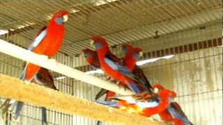 Parrot Facts  Crimson Rosella aviary [upl. by Neerom205]