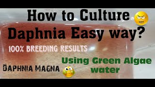 Daphnia MagnaHow to Culture Daphnia Easy wayCulturing Daphnia using Green water Daphnia [upl. by Gnirol708]