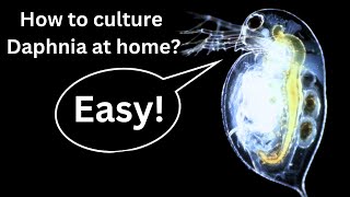 BEST Live Fish Food Beginner guide How to Culture Daphnia at home [upl. by Nnylyt]