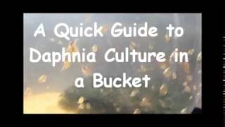 How to culture daphnia outside [upl. by Meela]