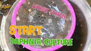 How to culture daphnia moina the easy way 1  Starting the Daphnia culture [upl. by Litman791]