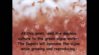 Daphnia  How to grow daphnia in your home [upl. by Edik909]