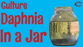 How to Culture Daphnia in a Jar [upl. by Atteval]