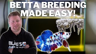 EASY How to Breed Bettas Step by Step [upl. by Denby]