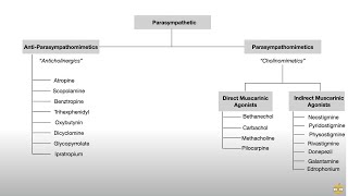 Overview of the Peripheral Nervous System [upl. by Uttica]