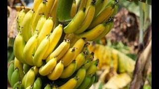 How to Grow Bananas in Containers  Complete Growing Guide [upl. by Dahaf]