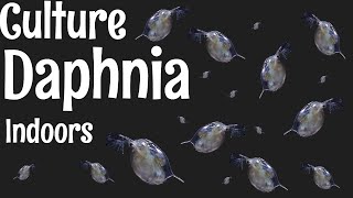 How to Culture Daphnia [upl. by Dahaf]