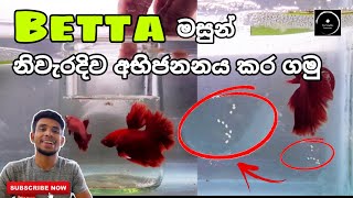 How to Breed Betta Fish Successfully  In Sinhala  The Fishyflex FHD Video [upl. by Crowell67]