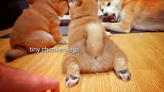 Cute Little Chimken Legs [upl. by Abbey591]