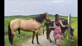 My sister training care her lovely horse in beginner 2021 [upl. by Nohsram669]