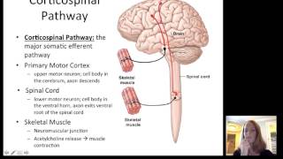 Lecture12 Efferent Nervous System [upl. by Ollayos]