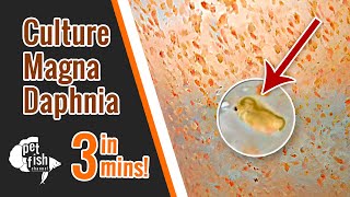 How to culture DAPHNIA MAGNA  The easy way [upl. by Hanan]