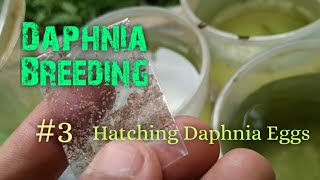 Daphnia Culture made simple and easy 3  Hatching Daphnia eggs [upl. by Vinny]