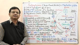 Diabetes Mellitus Part10 Mechanism of Action of Sulfonylurease  Antidiabetic Drugs  Diabetes [upl. by Akiv130]