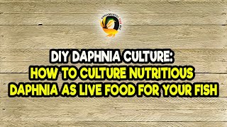 DIY Daphnia Culture How to Culture Nutritious Daphnia as Live Food for Your Fish [upl. by Blunt903]