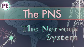 The Nervous System Peripheral Nervous System PNS [upl. by Novets]