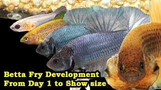 Betta Fry Development From Day 1 to Show size [upl. by Latt]