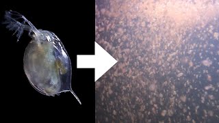 How I Culture Daphnia [upl. by Holle]