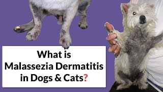 Malassezia Dermatitis in Dogs amp Cats Symptoms amp Treatment [upl. by Desai798]