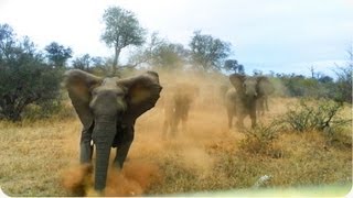 Elephant ATTACKS Safari Jeep [upl. by Wahl812]