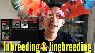 BETTA ABOUT LINEBREEDING AND INBREEDING [upl. by Romaine]