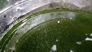 DAPHNIA MOINA CULTURE IN A SMALL BUCKET [upl. by Willmert891]