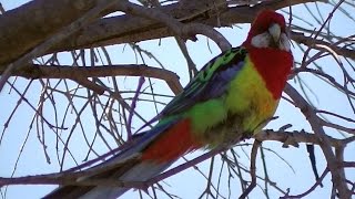 Eastern Rosella Parrot Chatting （⌒▽⌒） [upl. by Ahsekel982]