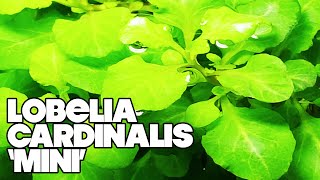 Lobelia Cardinalis Mini  3 Gallon Planted Tank [upl. by Torbart]