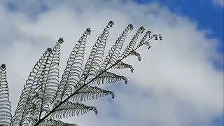 Cyathea Cooperi tree ferns [upl. by Melissa360]