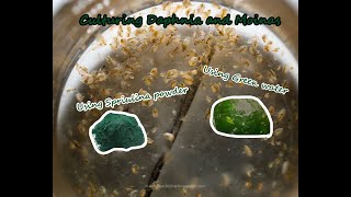 How To Culture Daphnia and Moinas using Green Water Spirulina powder [upl. by Jaela249]