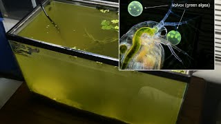 Raising Daphnia for the Freshwater Aquarium [upl. by Mozelle]