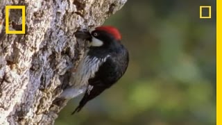 Woodpeckers vs the World  National Geographic [upl. by Stoat]