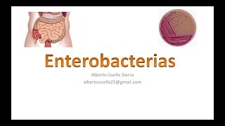 Microbiologia Enterobacterias [upl. by Starkey]