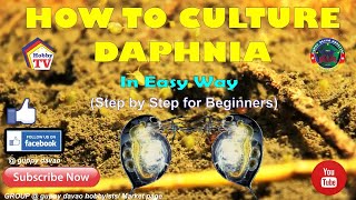 HOW TO CULTURE DAPHNIA In Easy Way [upl. by Noel958]