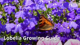 Lobelia Growing Guide Cardinal flower by GardenersHQ [upl. by Burnie]