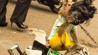 Jakarta Monkey Tour Topeng Monyet Part One [upl. by Matless]